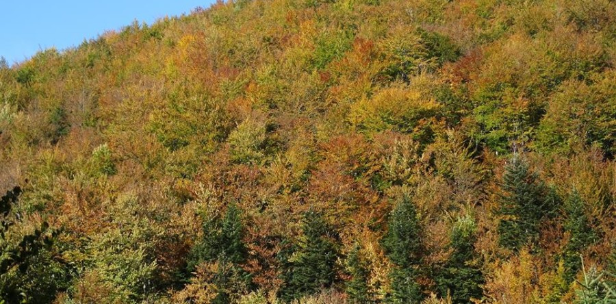 Bieszczady nabierają kolorów przed Maratonem